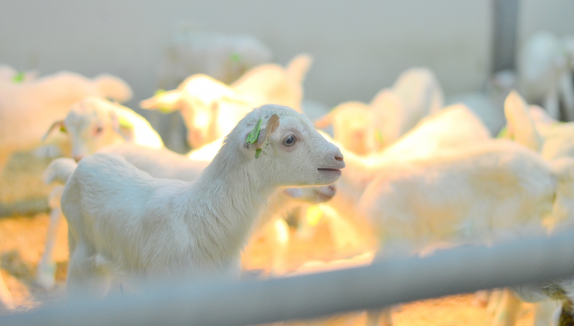Melkgeitenhouderij veterinaire begeleiding melkgeitenbedrijf opfok geiten