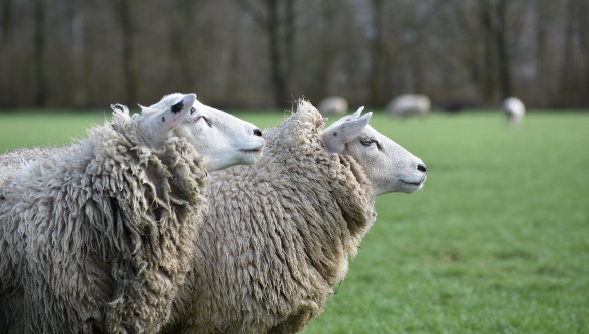 Ook voor uw schapen de juiste zorg op maat